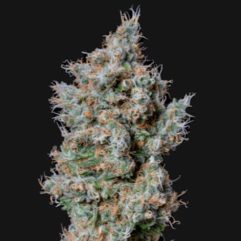 Cherry Diesel (SALE)